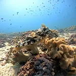 Dive Art Oman