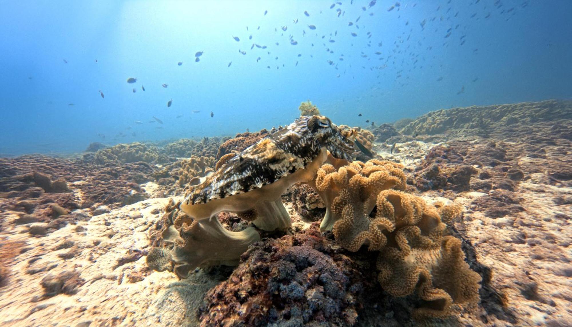 Dive Art Oman Bateau-hôtel
